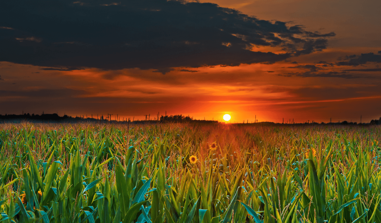 agricultores-inteligencia-artificial