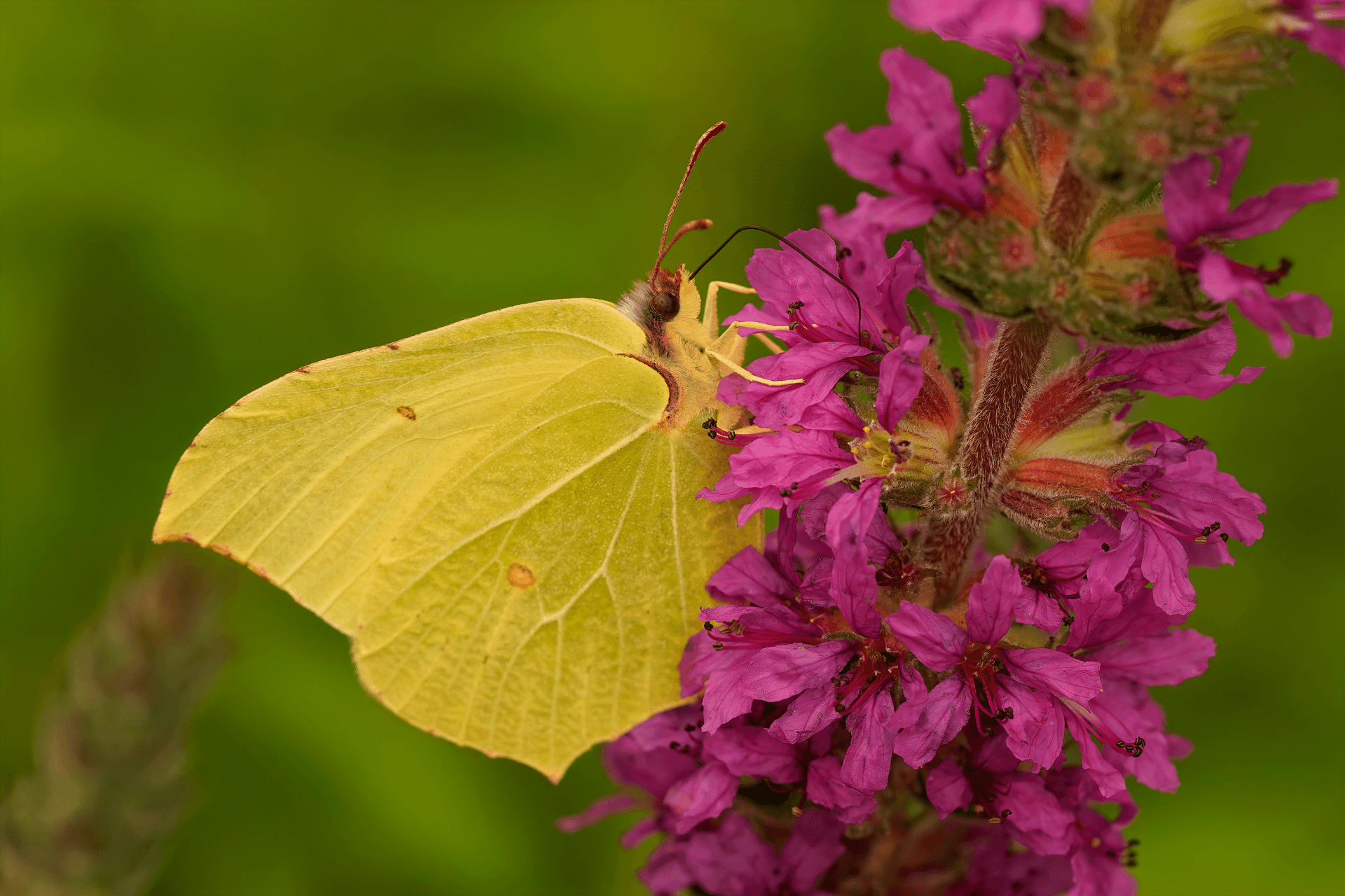 Mariposa amarilla